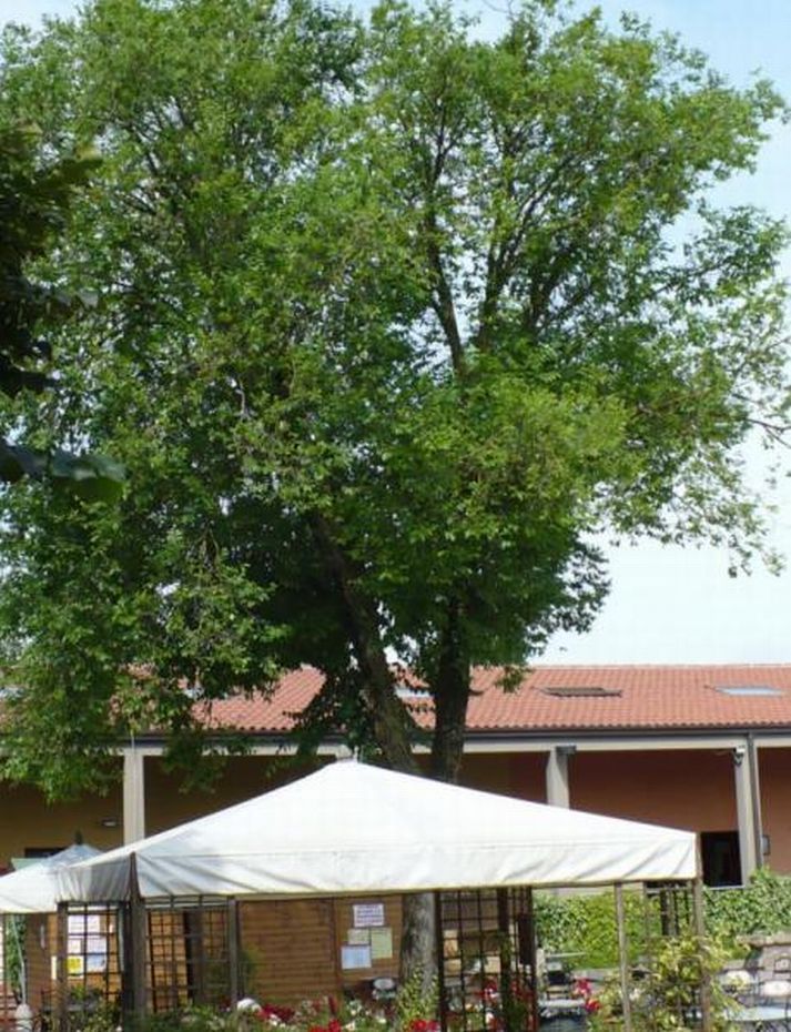 un grange  albero
